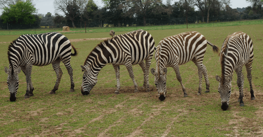 get-in-touch-with-nature-by-visiting-these-10-hidden-gems-in-east-texas-grapeland-safari
