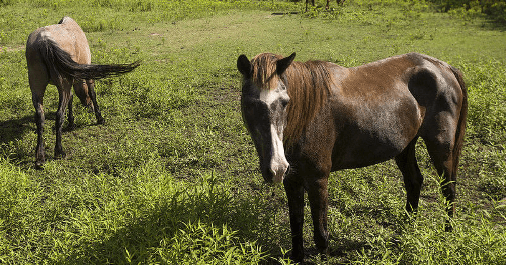 get-in-touch-with-nature-by-visiting-these-10-hidden-gems-in-east-texas-karma-farms
