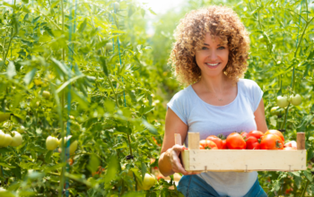 7 Tips for Growing Amazing Tomatoes