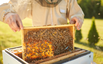 Ready to Build Your Own Bee Hive? Here’s What to Know
