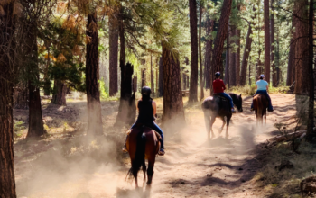Unforgettable Family Fun: Your Guide to Summer Adventures