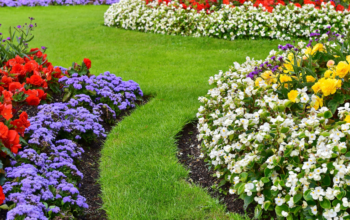 Brighten Your Garden With Beautiful Fall Flowers!