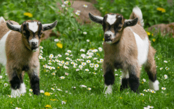 An Introduction to Goat Yoga