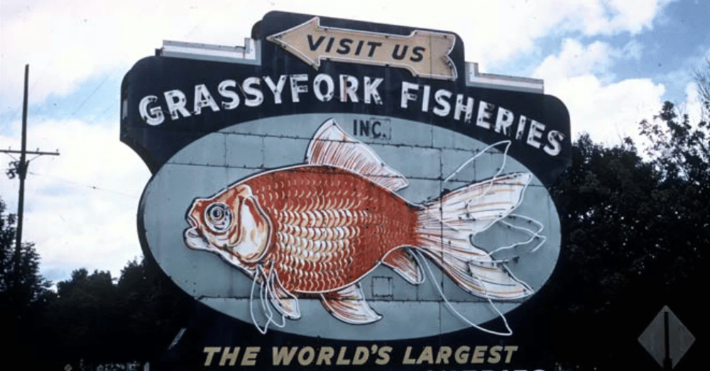 The Small Town That Nearly Drowned in Goldfish - Grassyfork Fisheries