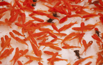 The Small Town That Nearly Drowned in Goldfish
