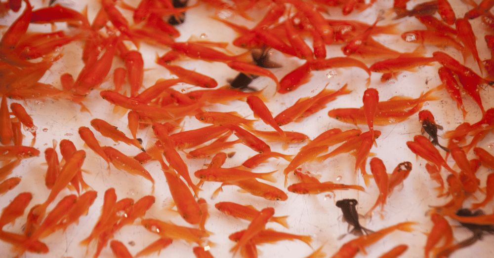 The Small Town That Nearly Drowned in Goldfish - featured image of goldfish