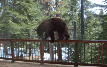 When Wild Neighbors Move in Under Your Deck