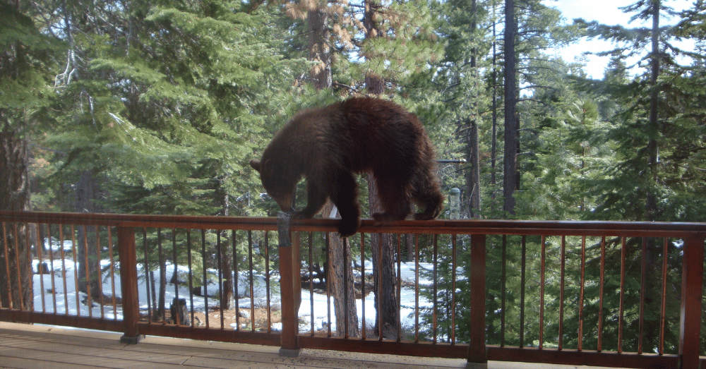 When Wild Neighbors Move in Under Your Deck - featured image of a bear on a deck railing