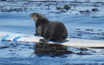 sea otter steals surfboard