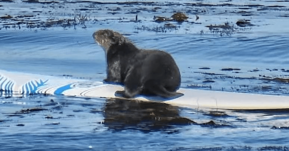 sea otter steals surfboard