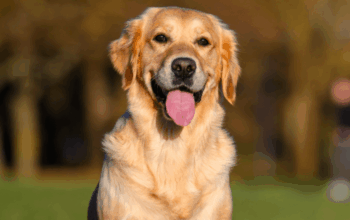 This Golden Retriever Just Sued the IRS to Become a Tax Dependent