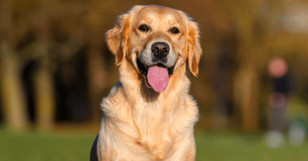 pet tax deductions