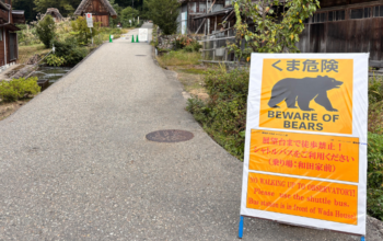 Japanese Tourist Villages Face Growing Bear Crisis as Attacks Hit Record Numbers