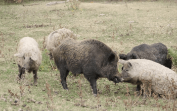 How Escaped Farm Pigs Bred With Wild Boar and Rewrote Genetics in Fukushima’s Ghost Towns