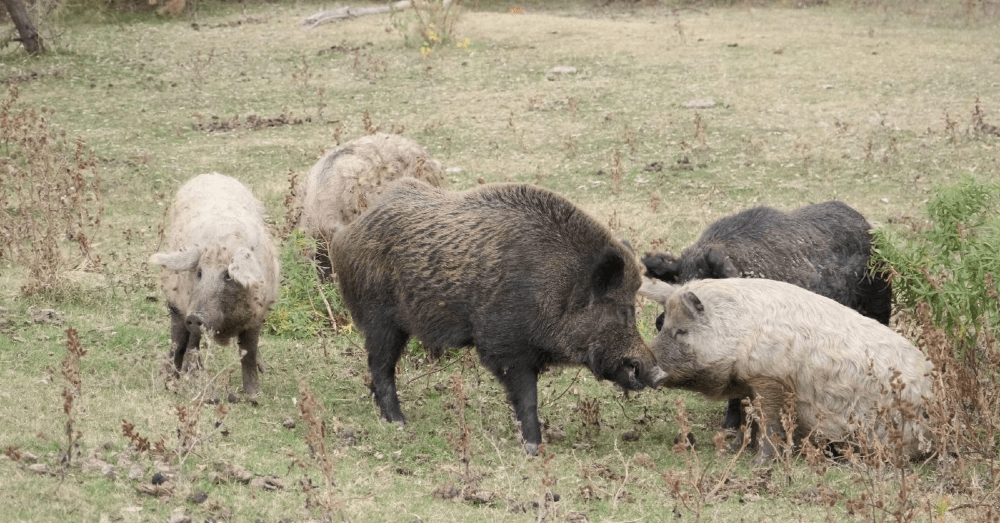 Fukushima pig boar hybrids