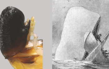 Moby Dick termite