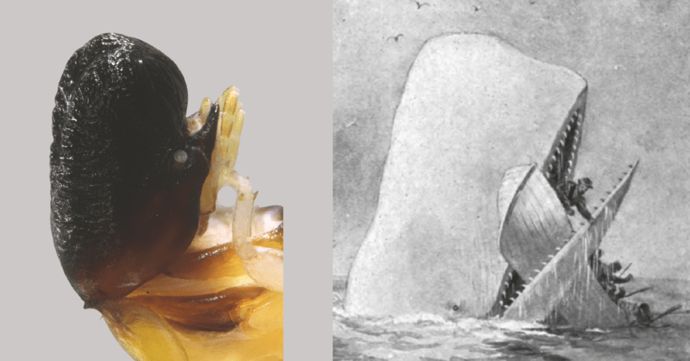 Moby Dick termite