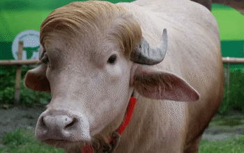 Bangladesh albino buffalo