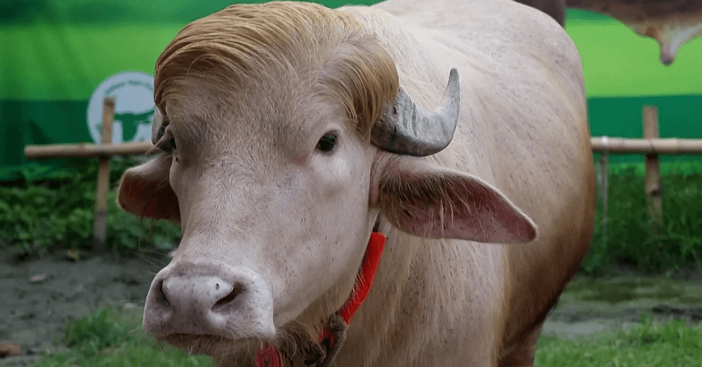 Bangladesh albino buffalo