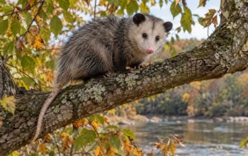 Hooked Opossum Rescued From a Tree in Lincolnton, NC